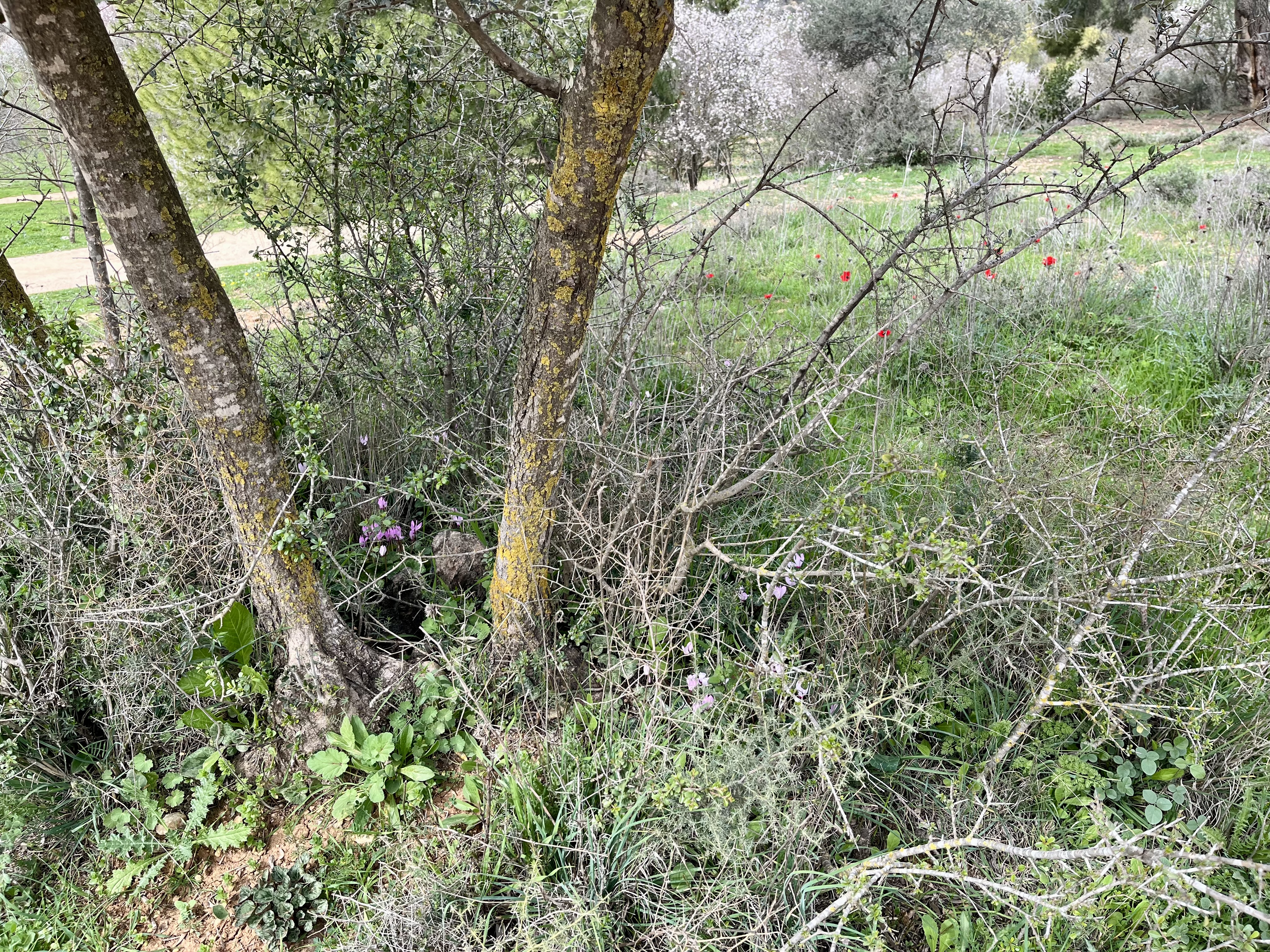 February blooms in Jerusalem’s Gazelle Valley