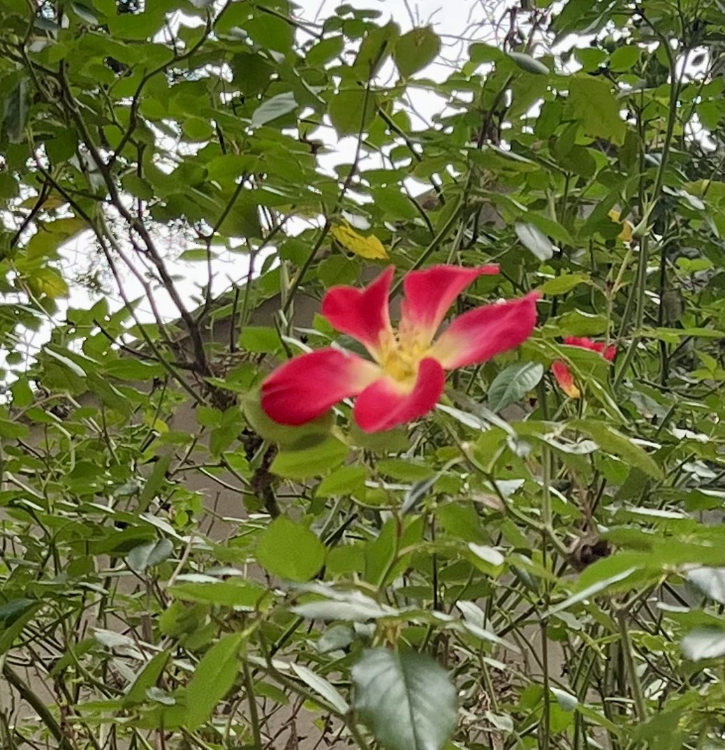 January blooms in Jerusalem