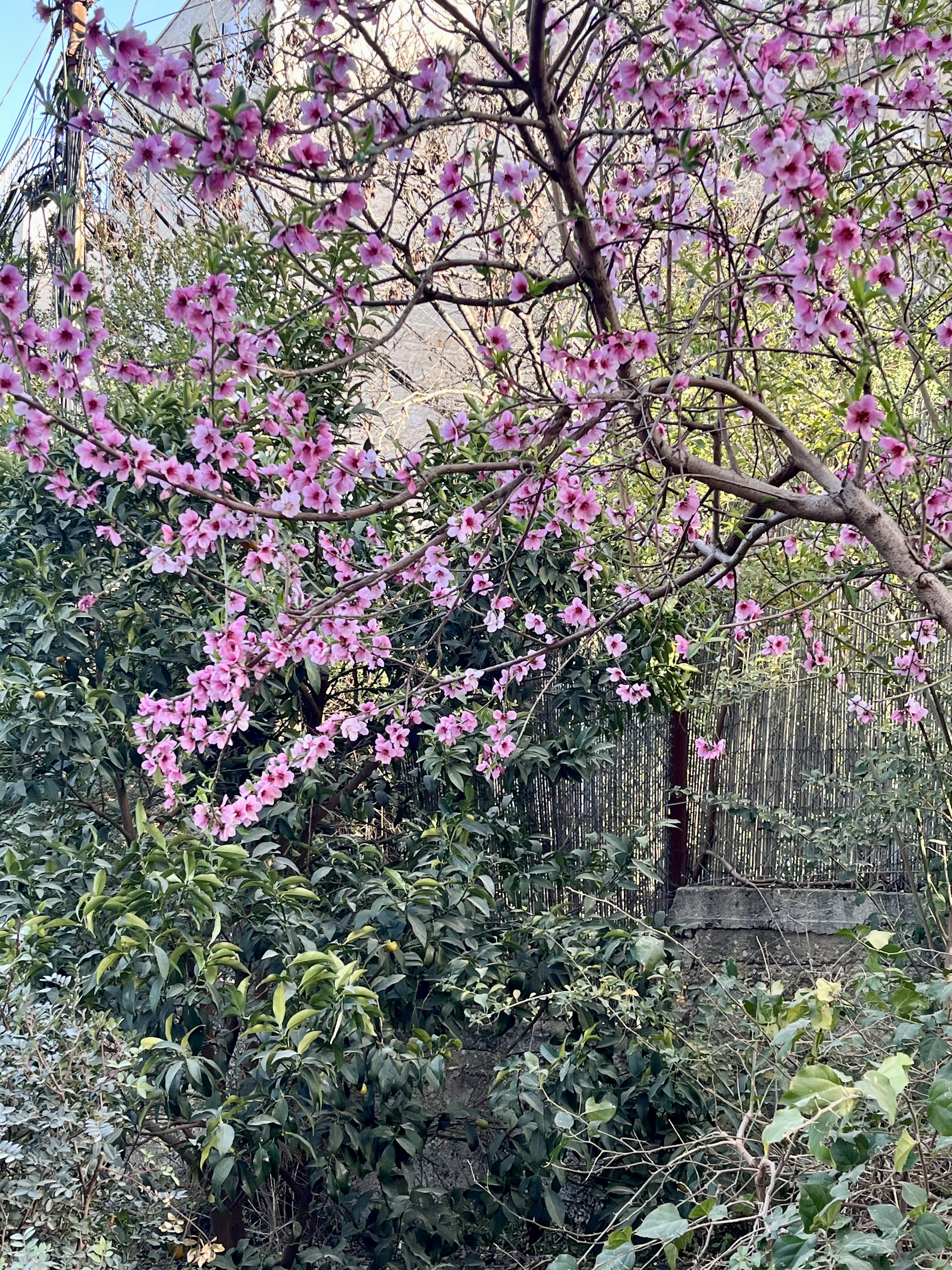 February blooms in Brody Garden