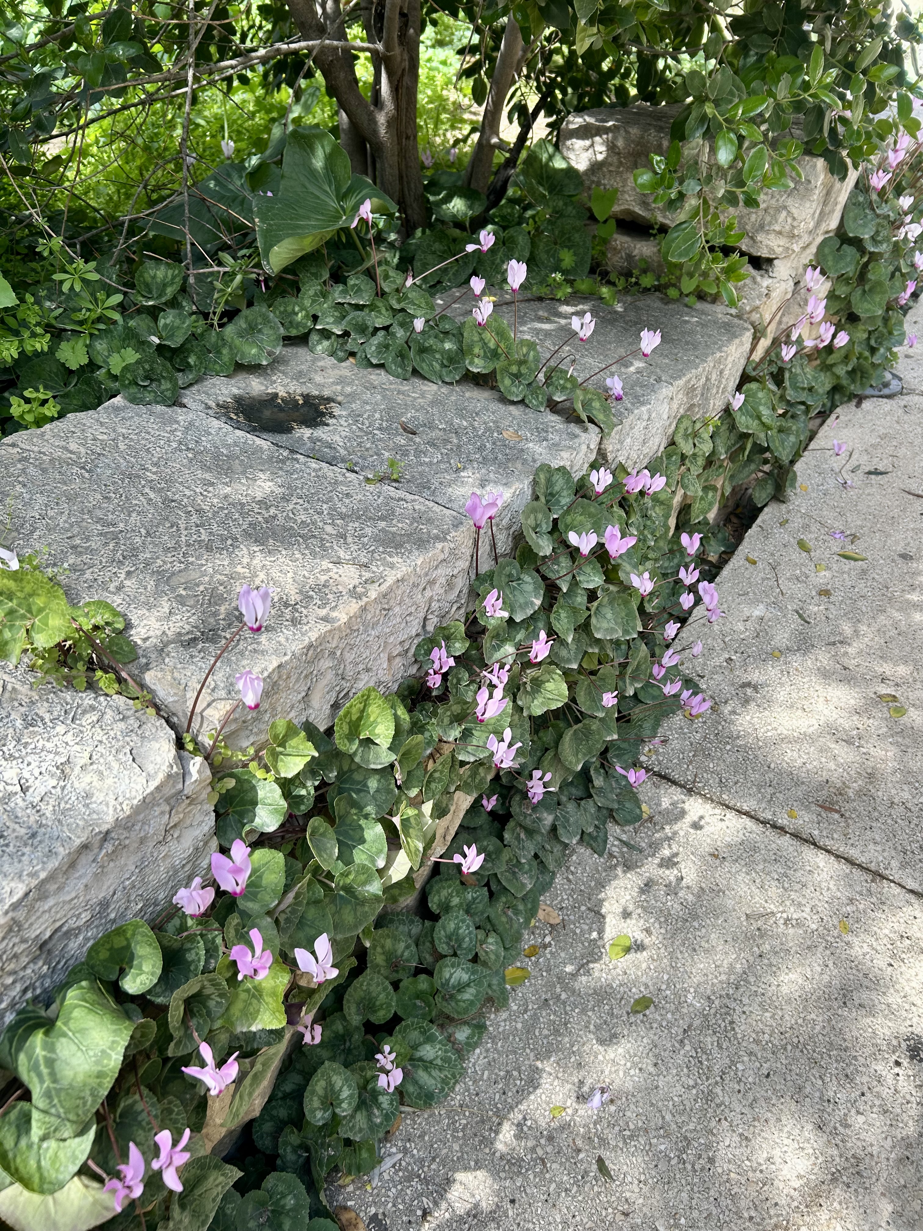 Out for brunch at Ofaimme, Hansen House