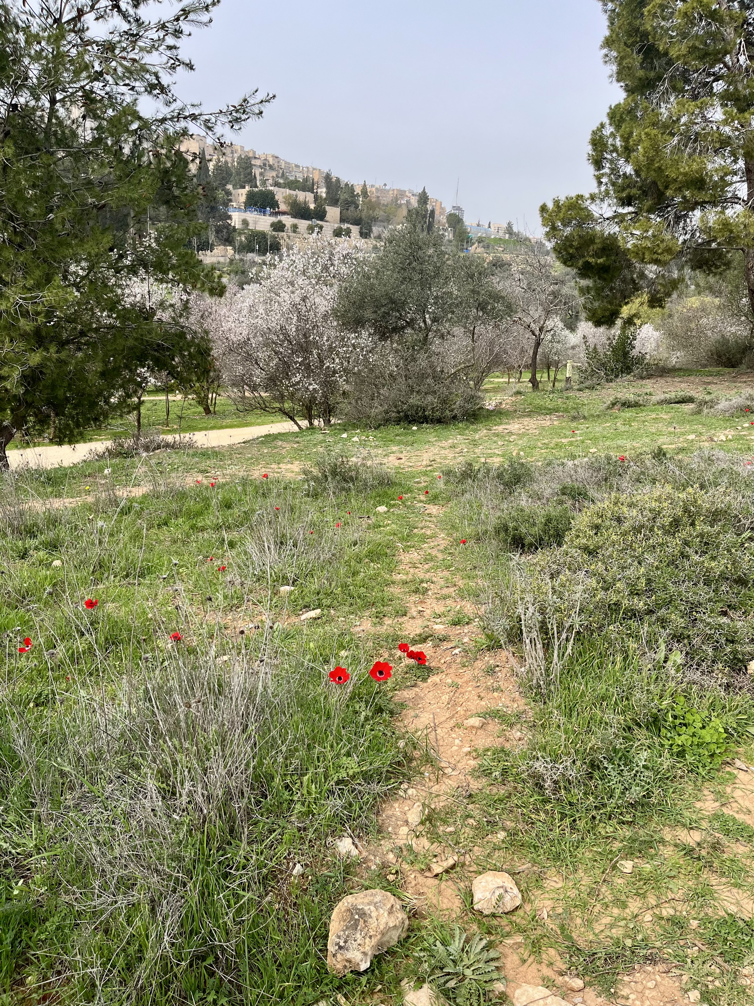 February blooms in Jerusalem’s Gazelle Valley