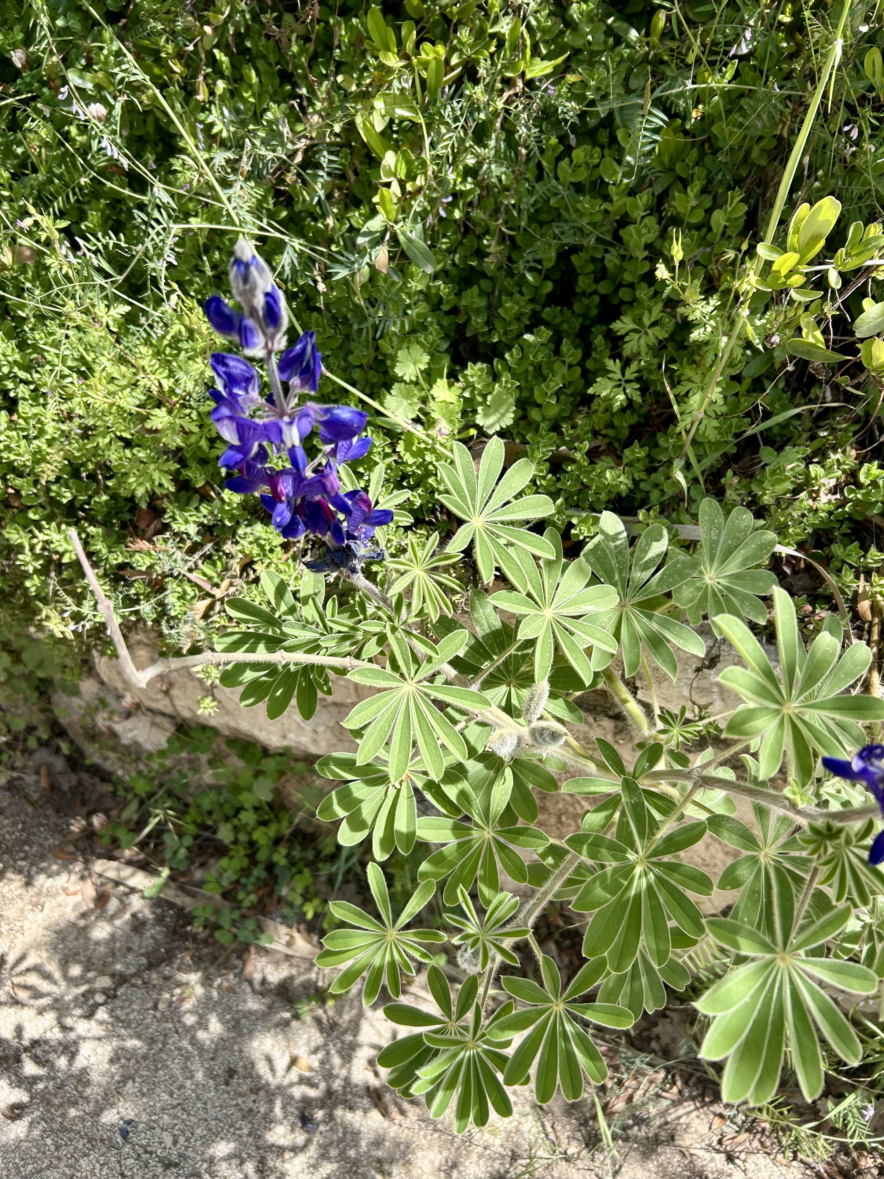 Passover flowers in bloom at the Jerusalem Botanical Garden