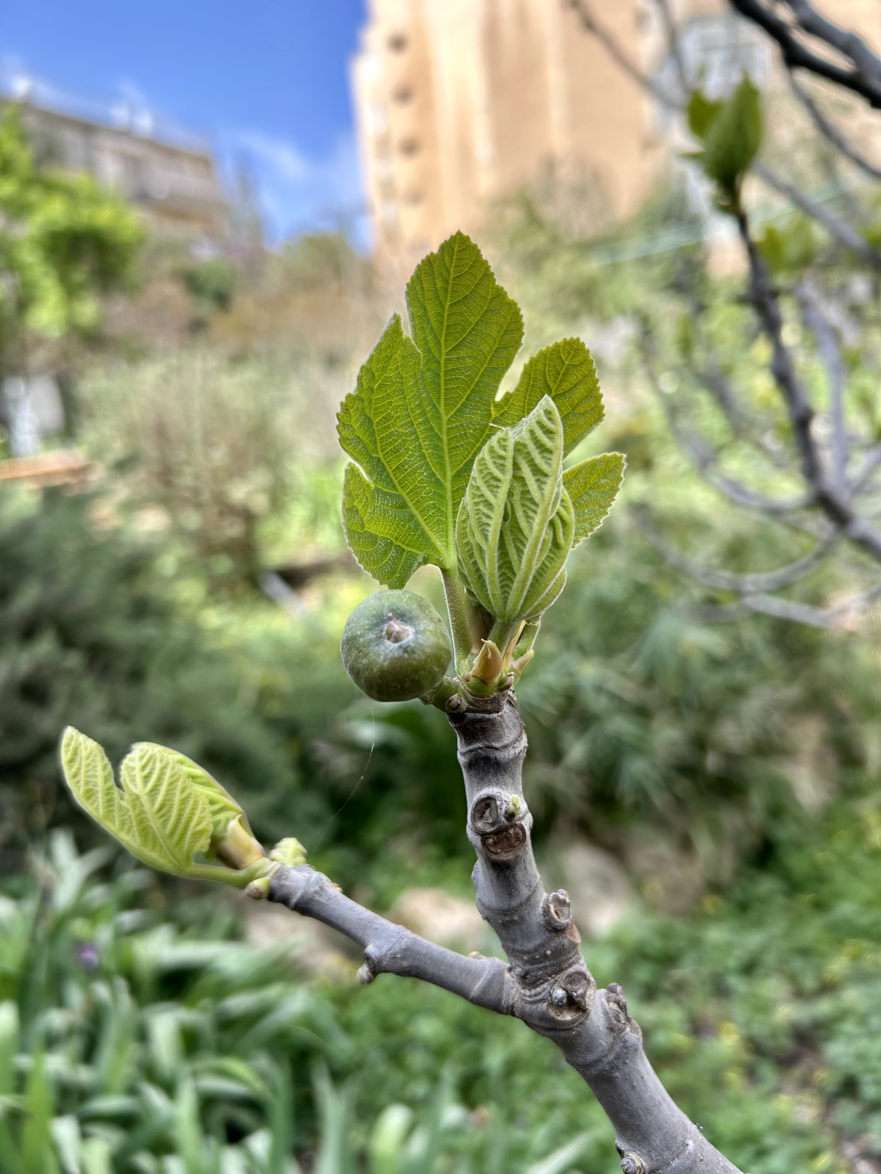 Figs emerging in Brody Garden