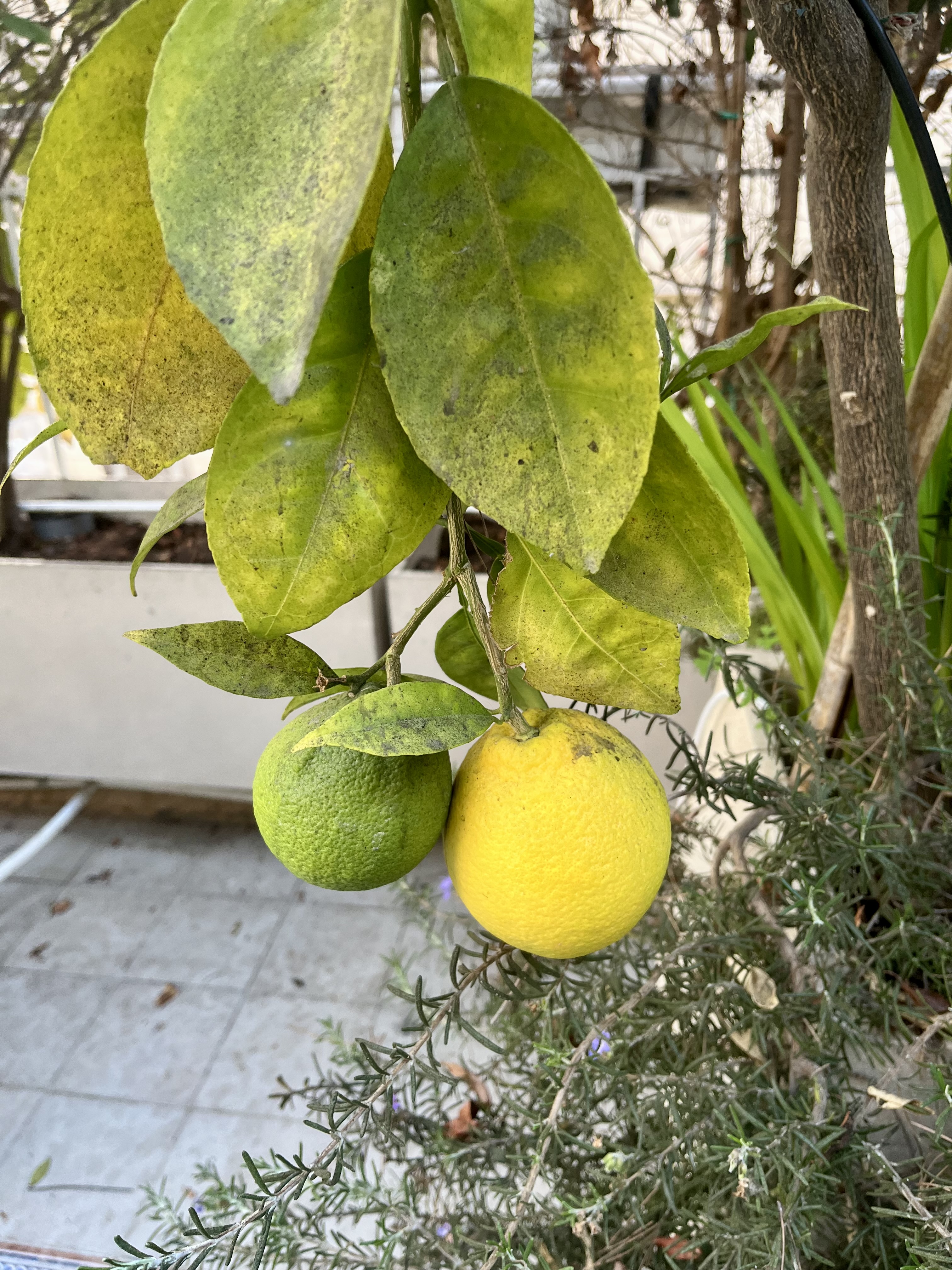 Patio citrus